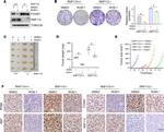 ZNF179 Antibody in Immunohistochemistry (Paraffin) (IHC (P))