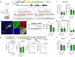 PPAR alpha Antibody in Western Blot (WB)