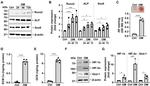 SOX9 Antibody in Western Blot (WB)