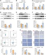 IL-17A Antibody in Immunohistochemistry (Paraffin) (IHC (P))