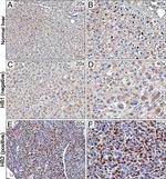 UBE2C Antibody in Immunohistochemistry (Paraffin) (IHC (P))