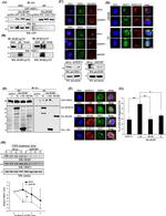 TRIP230 Antibody in Western Blot (WB)