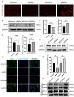 ATF6 Antibody in Western Blot (WB)