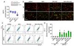 SIRT3 Antibody in Western Blot (WB)