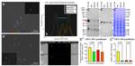 CAS Antibody in Western Blot (WB)