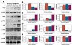 p38 MAPK Antibody in Western Blot (WB)