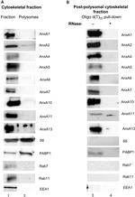 Annexin A4 Antibody in Western Blot (WB)