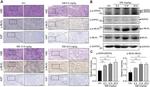 Phospho-MLKL (Ser358) Antibody in Immunohistochemistry (IHC)