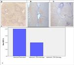 VEGF Antibody in Immunohistochemistry (Paraffin) (IHC (P))