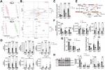 ASL Antibody in Western Blot (WB)