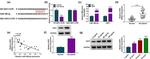 IGF2 Antibody in Western Blot (WB)