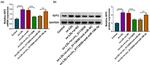 IGF2 Antibody in Western Blot (WB)