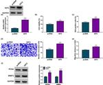 PCNA Antibody in Western Blot (WB)