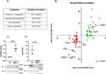 Synaptotagmin 7 Antibody in Western Blot (WB)