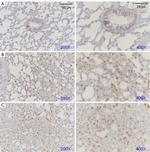 Aquaporin 5 Antibody in Immunohistochemistry (Paraffin) (IHC (P))