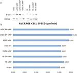 beta Galactosidase Antibody in Western Blot (WB)