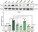 CECR2 Antibody in Western Blot (WB)