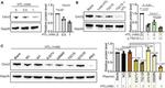 CECR2 Antibody in Western Blot (WB)