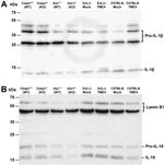 IL-1 beta Antibody in Western Blot (WB)