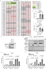 EEF1A2 Antibody in Western Blot (WB)