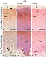 Connexin 31 Antibody in Immunohistochemistry (Paraffin) (IHC (P))