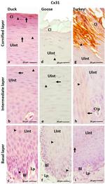 Connexin 31 Antibody in Immunohistochemistry (Paraffin) (IHC (P))