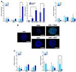 CCR1 Antibody in Immunohistochemistry (Frozen) (IHC (F))