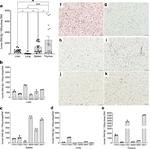 Human Serum Albumin Antibody in Immunohistochemistry (Paraffin) (IHC (P))