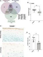 TIPARP Antibody in Immunohistochemistry (Paraffin) (IHC (P))