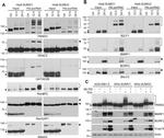 TRIM33 Antibody in Western Blot (WB)