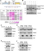 TRIM33 Antibody in Western Blot (WB)