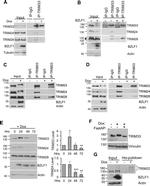 TRIM33 Antibody in Western Blot (WB)