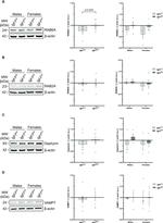 Gephyrin Antibody in Western Blot (WB)