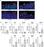 CRIP1 Antibody in Immunohistochemistry (Paraffin) (IHC (P))