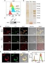 Actin Antibody in Western Blot (WB)