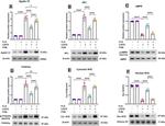 Nrf2 Antibody in Western Blot (WB)