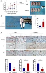 ID2 Antibody in Immunohistochemistry (Paraffin) (IHC (P))