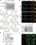 PDE4D Antibody in Immunocytochemistry (ICC/IF)