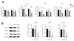 Aggrecan Neo Antibody in Western Blot (WB)