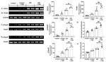 NOX4 Antibody in Western Blot (WB)