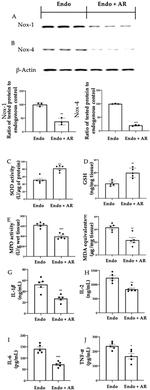 NOX1 Antibody in Western Blot (WB)