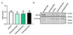 DAO Antibody in Western Blot (WB)