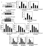 TNF alpha Antibody in Western Blot (WB)