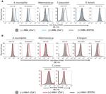 MBL2 Antibody in Flow Cytometry (Flow)