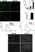 ZO-2 Antibody in Immunocytochemistry (ICC/IF)