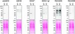 TMEM106B Antibody in Western Blot (WB)