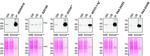 TMEM106B Antibody in Western Blot, Immunoprecipitation (WB, IP)