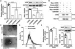 VDR Antibody in Western Blot (WB)