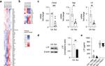 Lactoferrin Antibody in Western Blot (WB)