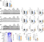 IRS1 Antibody in Western Blot (WB)